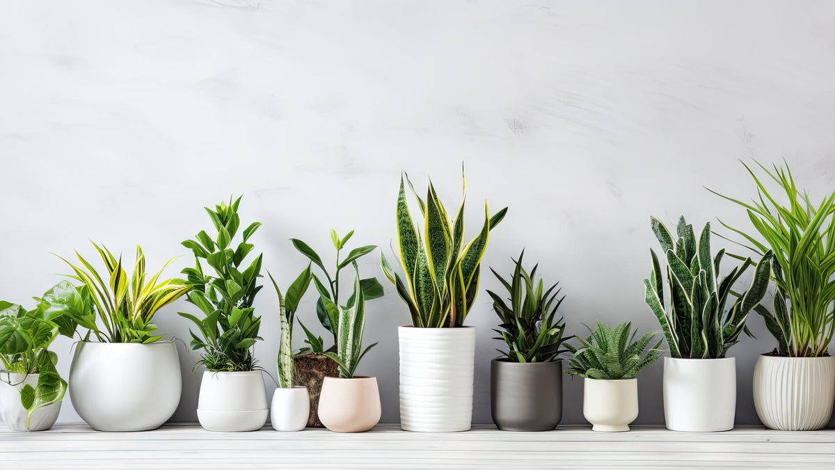 Wooden Art Exotic Indoor Plants Supplier in Dubai