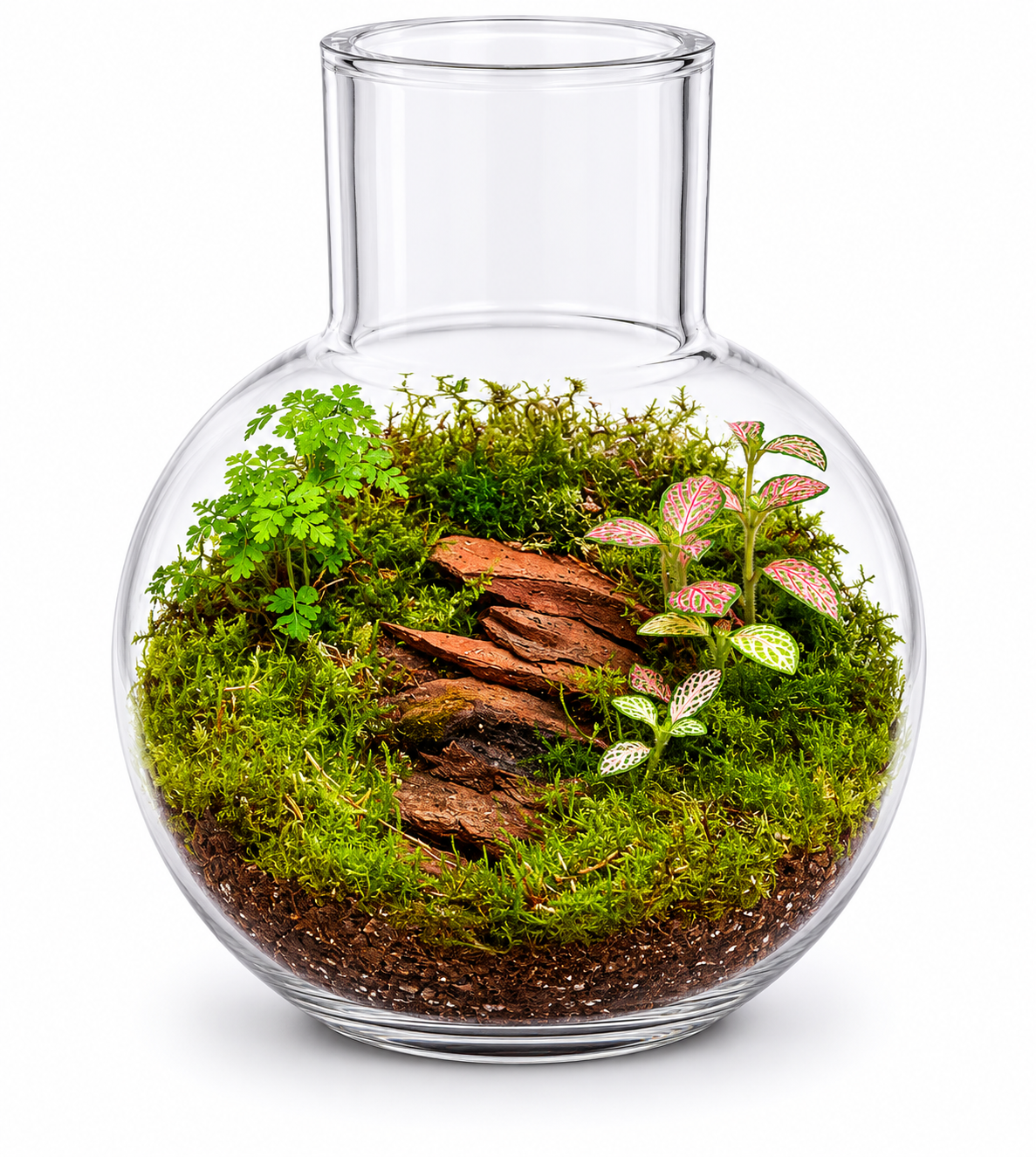 Woodland Moss Fittonia Closed Terrarium – Handmade Mini Ecosystem in Round Glass Vessel