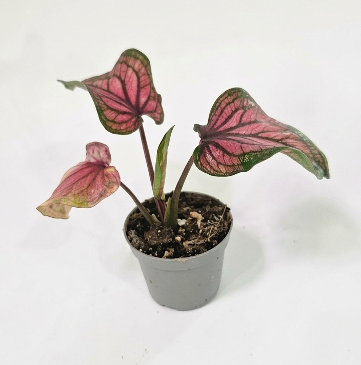 Small Caladium | Colorful Tropical Foliage Plant - 6cm