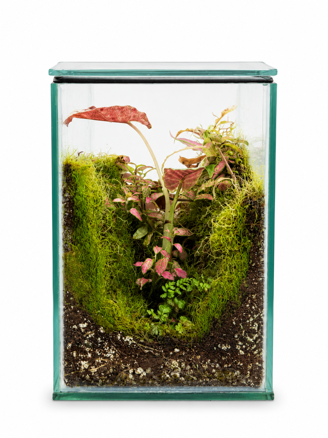 Pink Syngonium Moss Valley Closed Terrarium - Mini Ecosystem 30x20cm