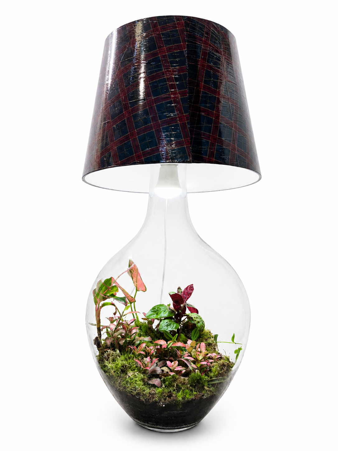 Pink Caladium Fittonia Closed Terrarium Bedroom Lamp – Living Botanical Statement Piece