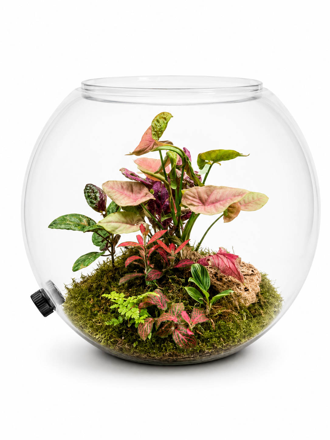 Pink Syngonium Closed Terrarium – Tropical Glass Ecosystem with Blush Foliage 35x40cm