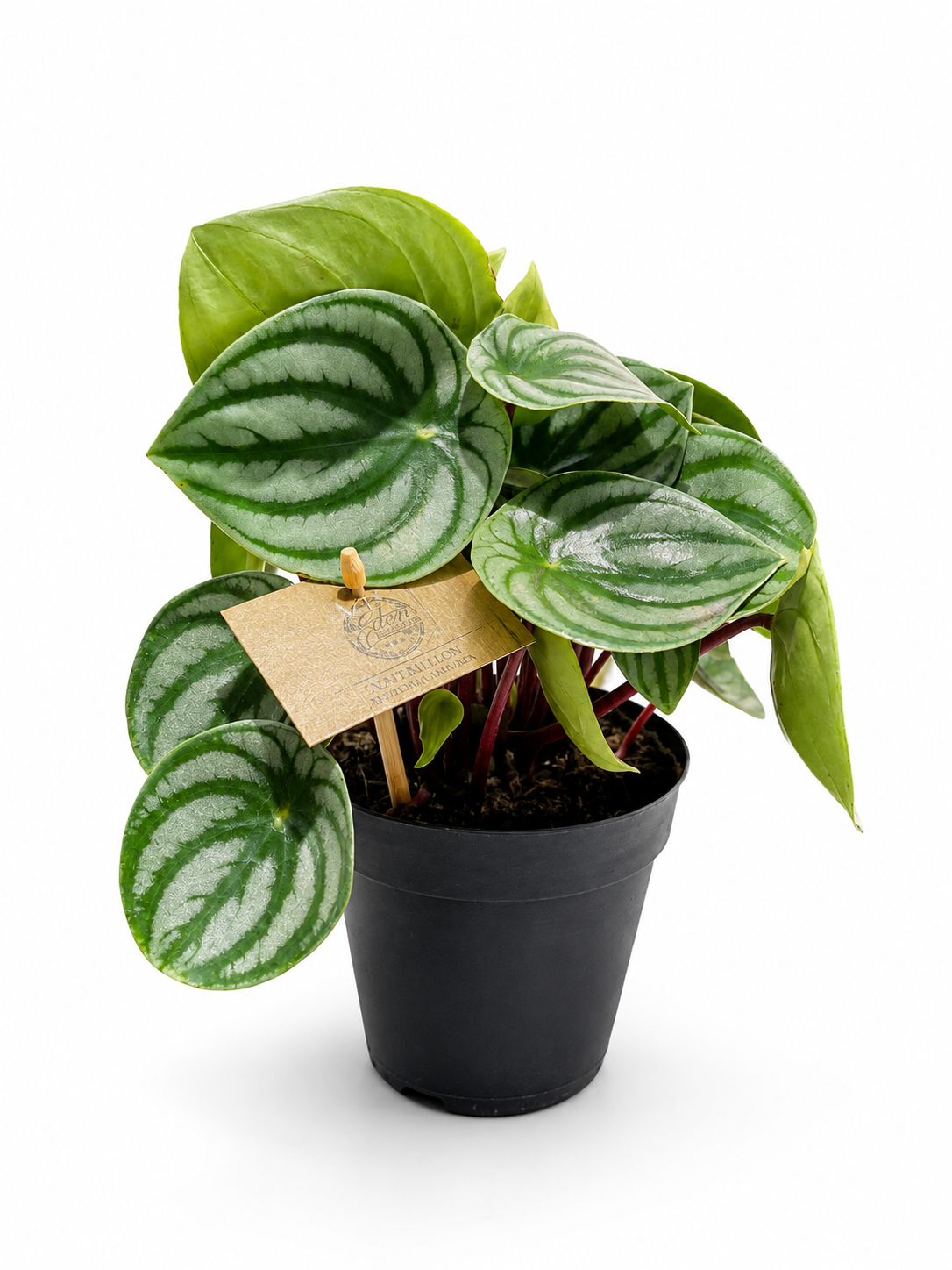 Big Watermelon Peperomia (Peperomia argyreia) – Decorative Indoor & Terrarium Plant