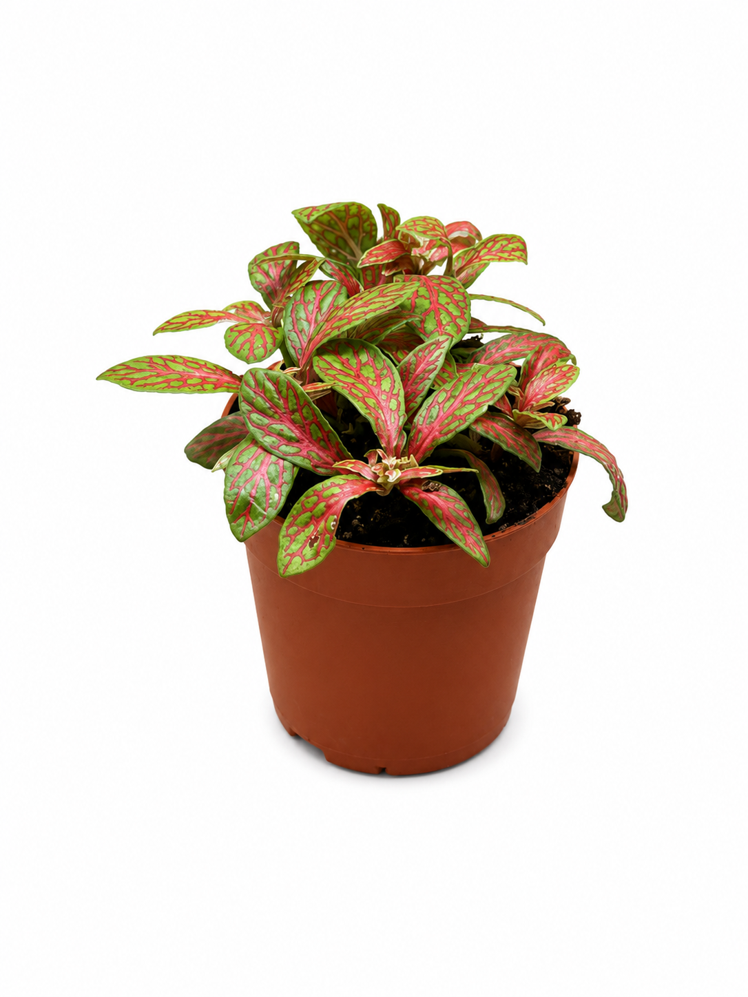 Fittonia Pink & Lime Green Vein Nerve Plant – Tropical Indoor Plant for Terrariums