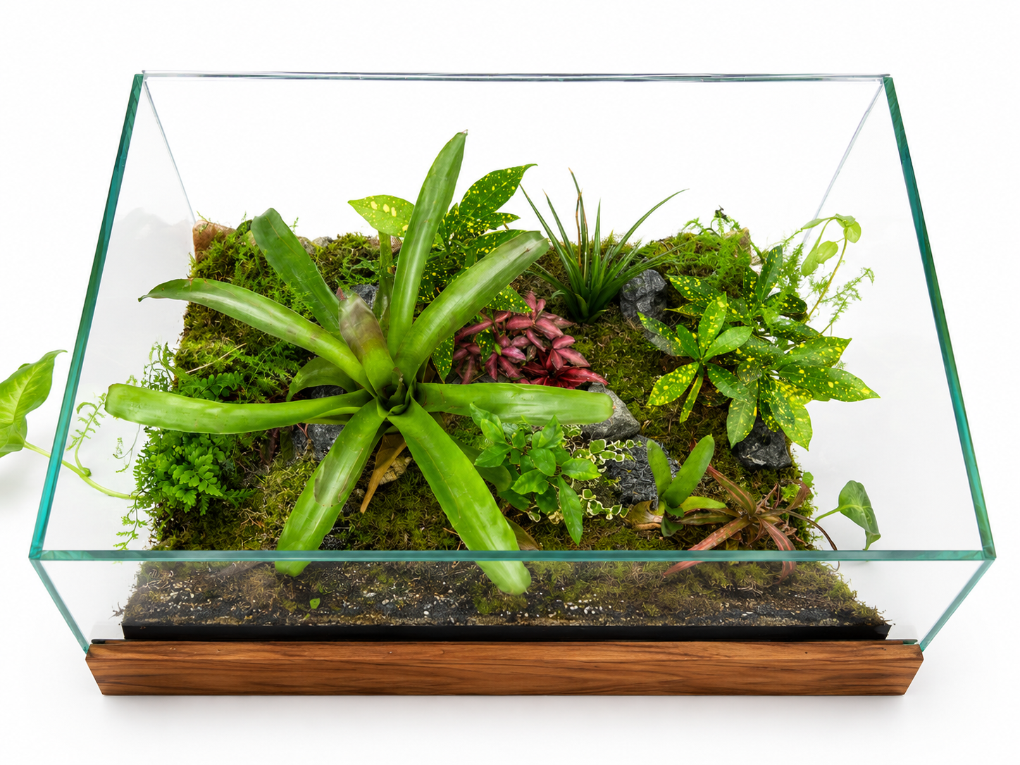 Living Terrarium Coffee Table – Self-Sustaining Green Ecosystem