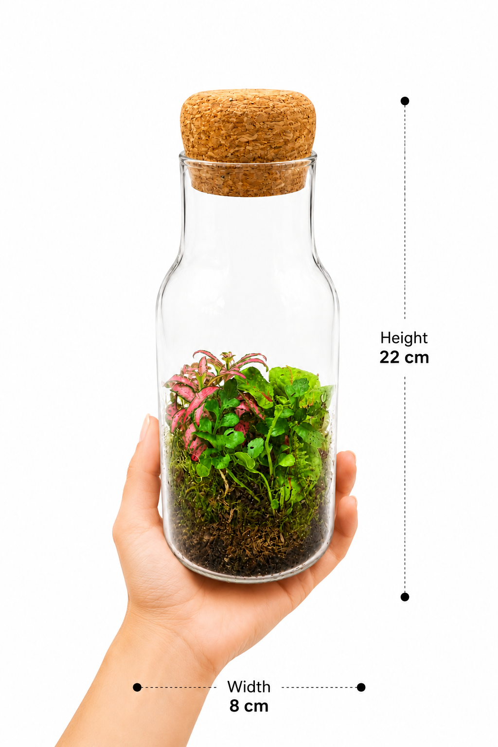 Pink Green Fittonia Bottle Closed Terrarium – Mini Tropical Ecosystem in Glass 22x8cm
