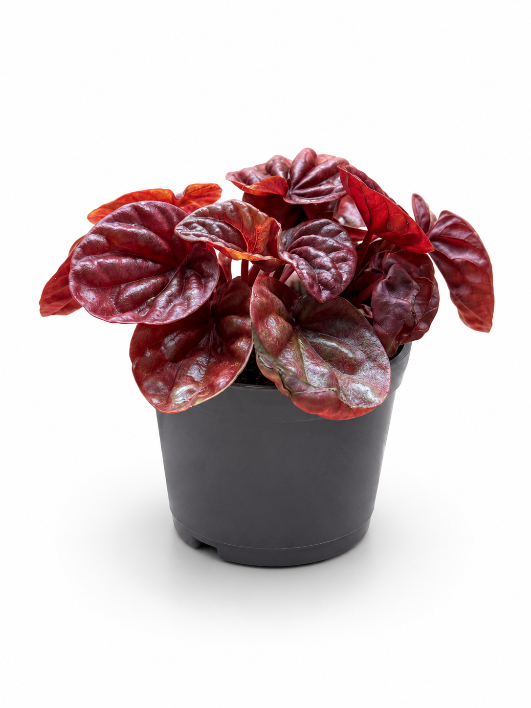 Peperomia Caperata Red Ripple – Deep Burgundy Tropical Indoor Plant