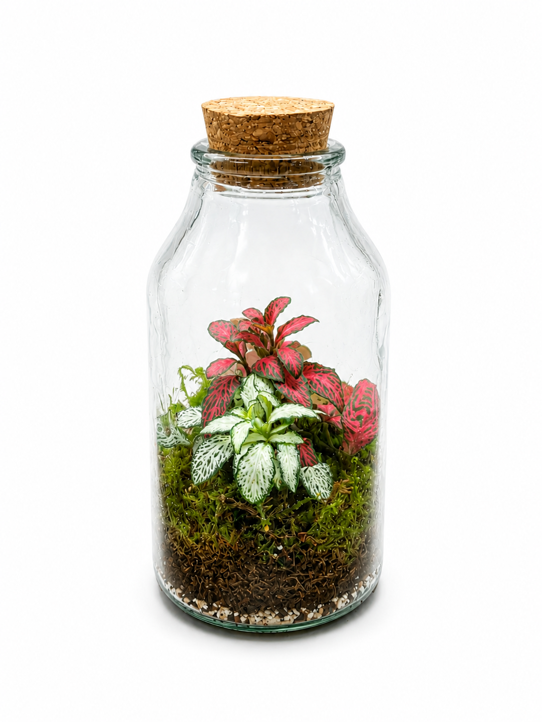 Fittonia Pink & White Nerve Plant Closed Terrarium – Mini Tropical Ecosystem in Glass