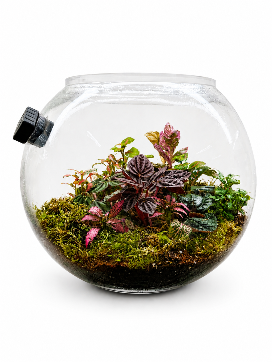 Peperomia Caperata Burgundy Closed Terrarium – Tropical Closed Ecosystem in Glass 22x25cm