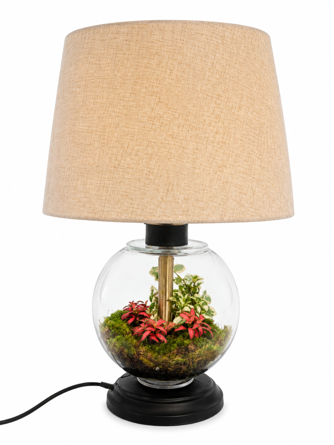 Pink Fittonia Closed Terrarium Table or Bedroom Lamp – Living Moss Garden with Variegated Creeping Fig