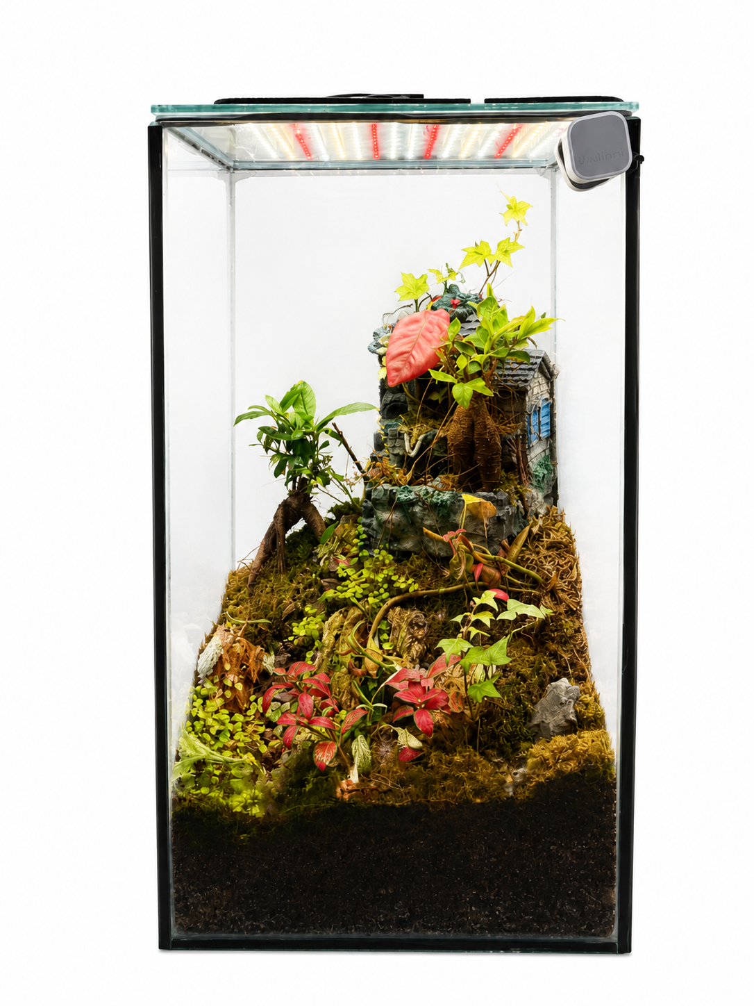 Ginseng Ficus Village Closed Terrarium – Miniature Forest Cottage Garden in Glass 62x35cm