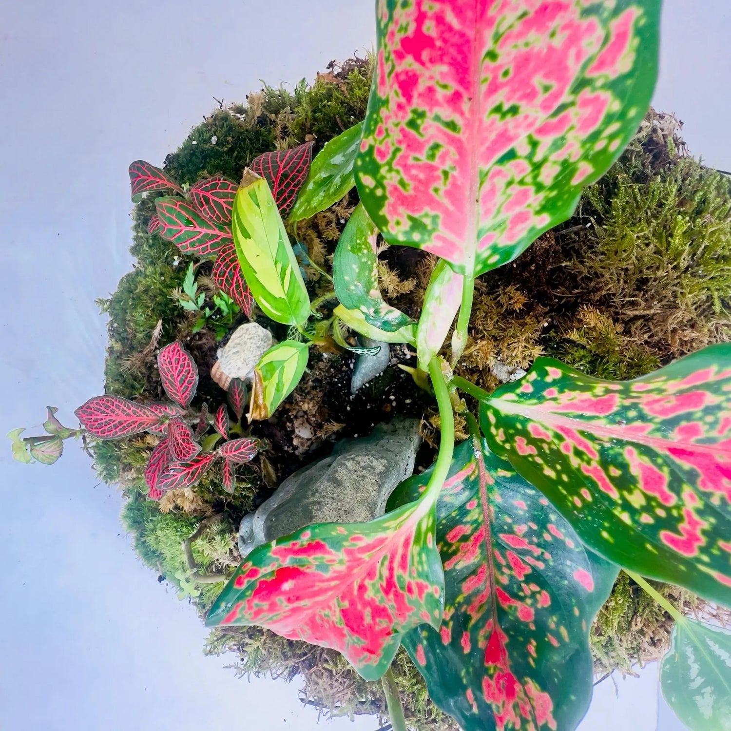 Aglaonema Pink Round Terrarium Online Gift Shop