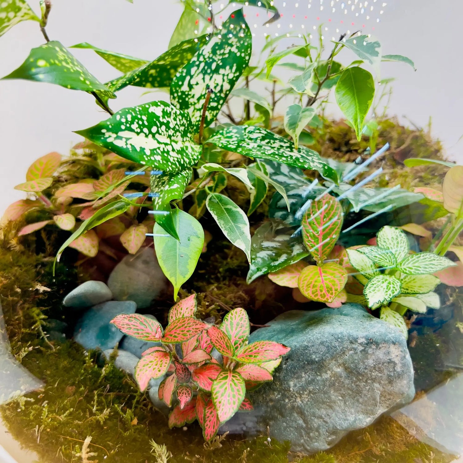 Aglaonema Snow White Terrarium for Birthday Gifts