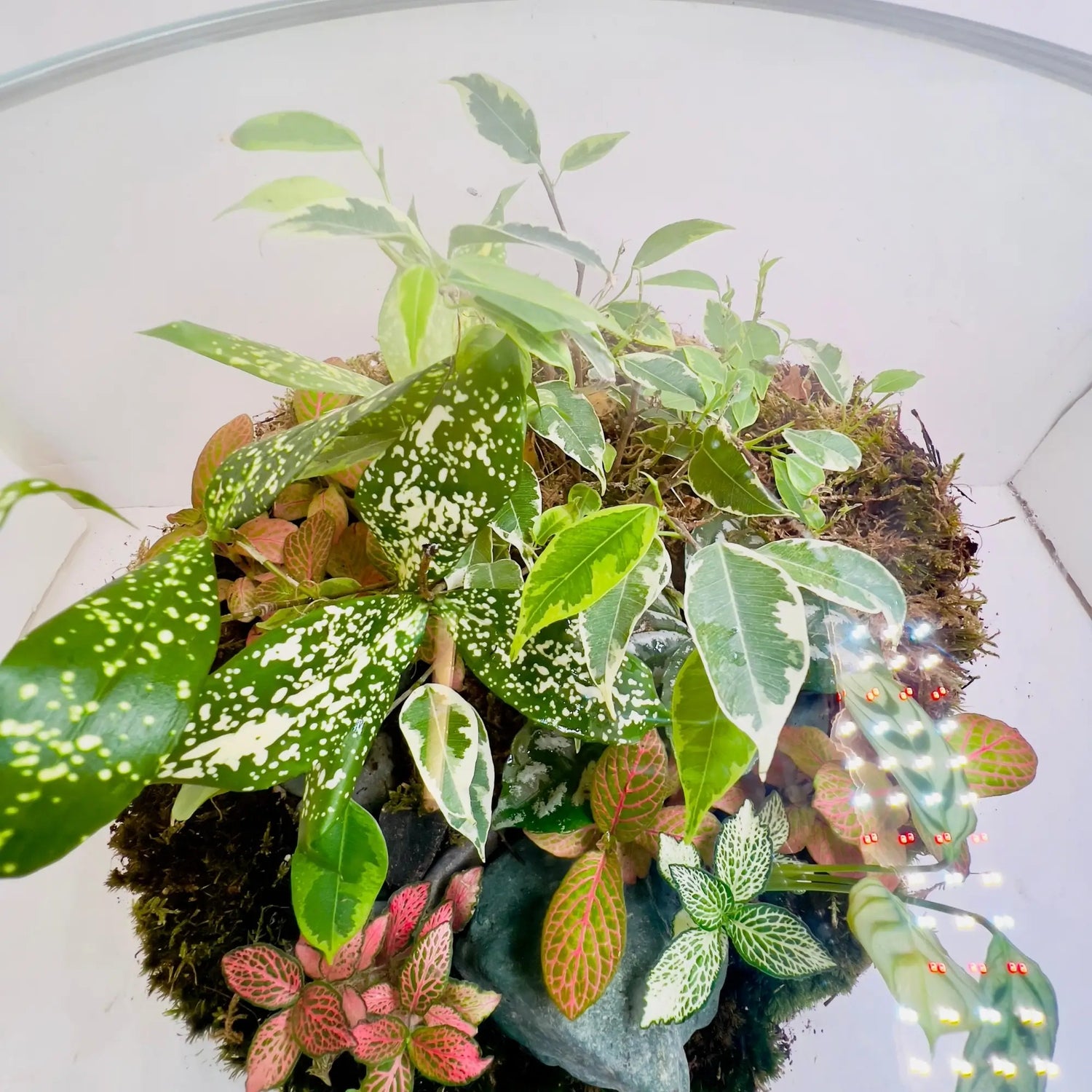 Aglaonema Snow White Terrarium for Corporate Gifting