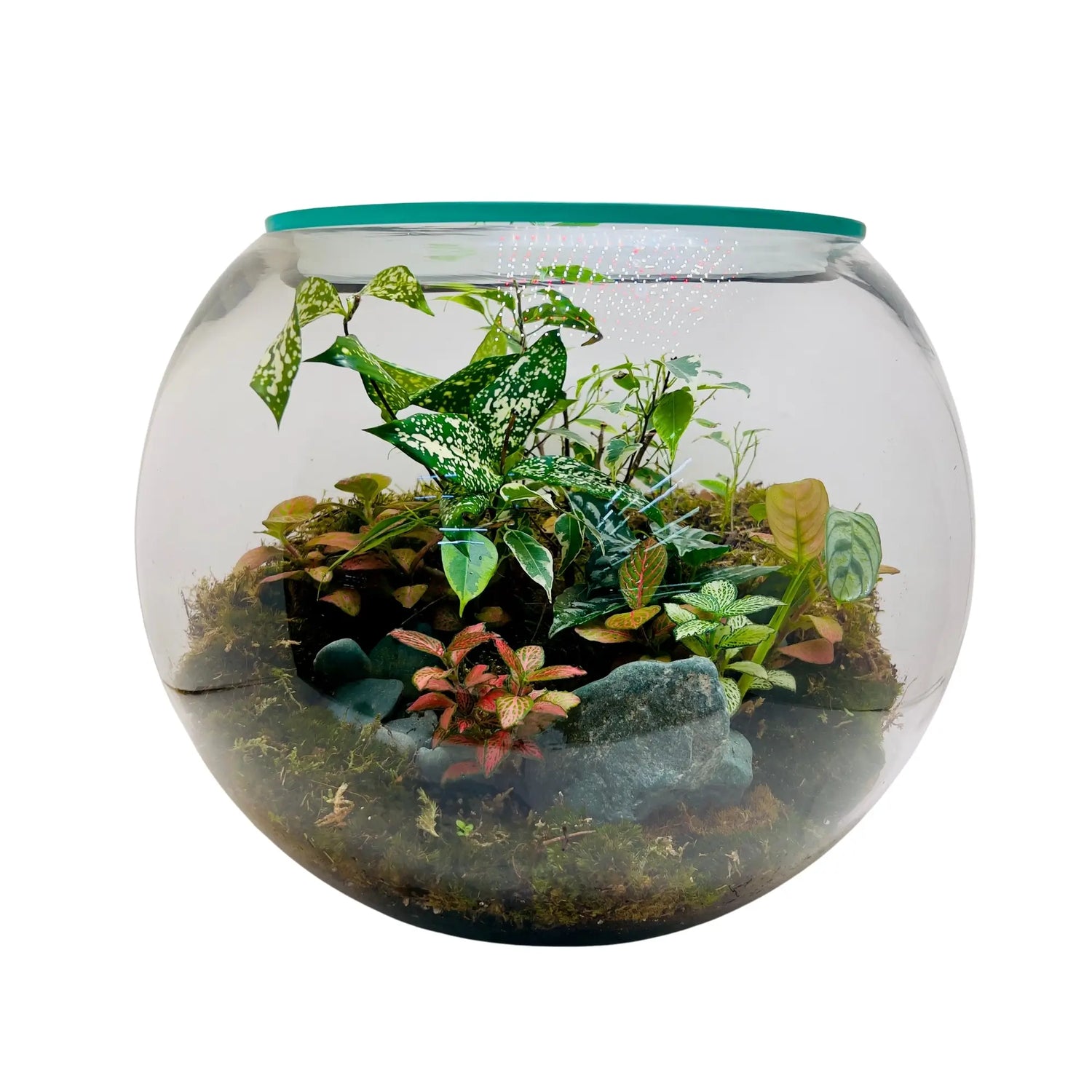 Aglaonema Snow White Terrarium in UAE