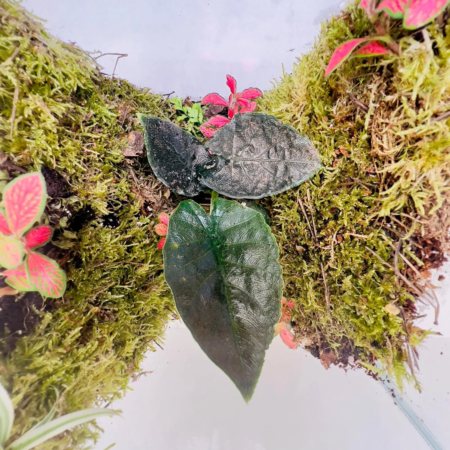 Alocasia Antoro Velvet Closed Terrarium