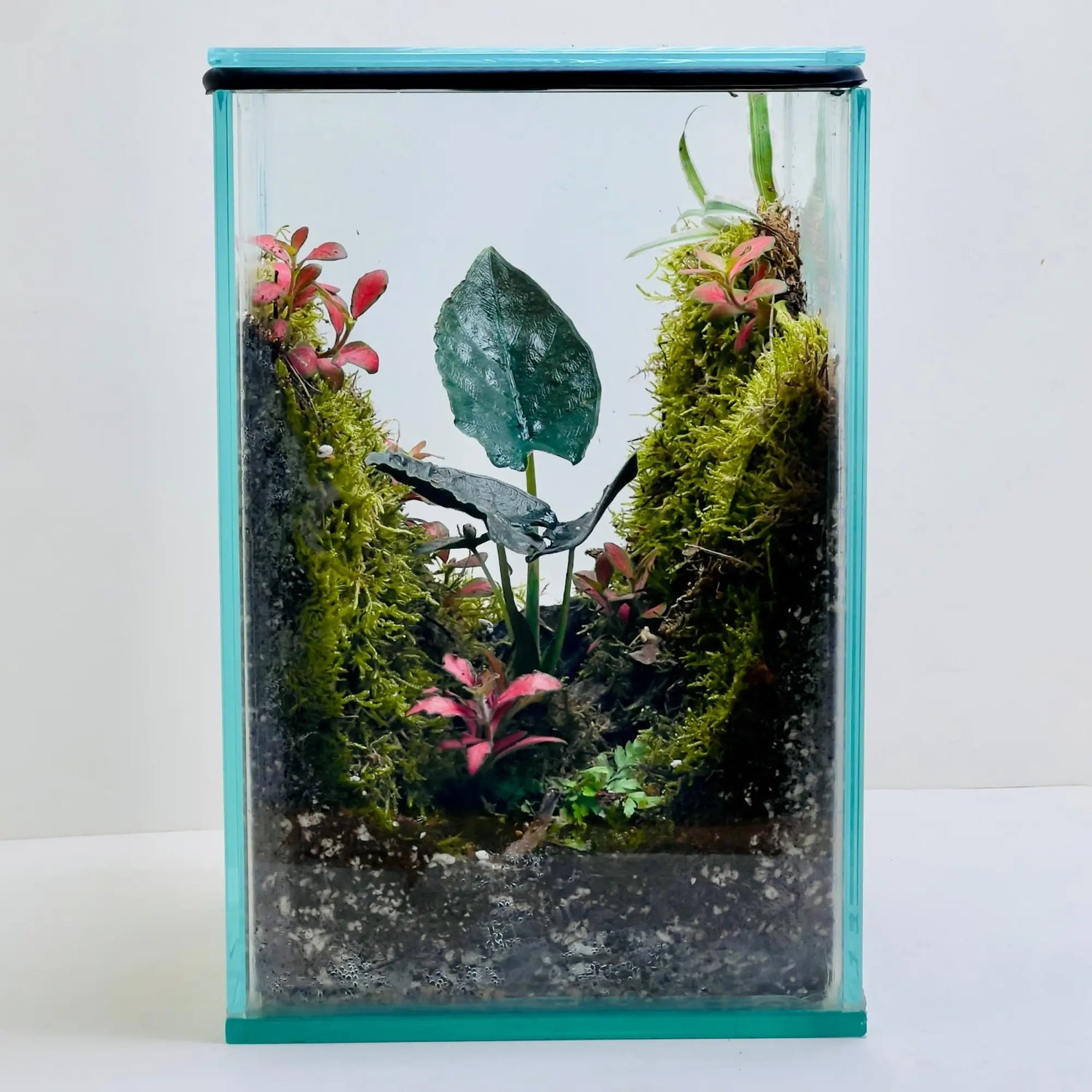 Alocasia Antoro Velvet Terrarium Creative Gifts for Wife