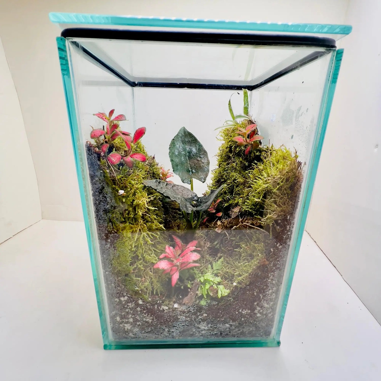 Alocasia Antoro Velvet Terrarium For Unique Gifts in Dubai