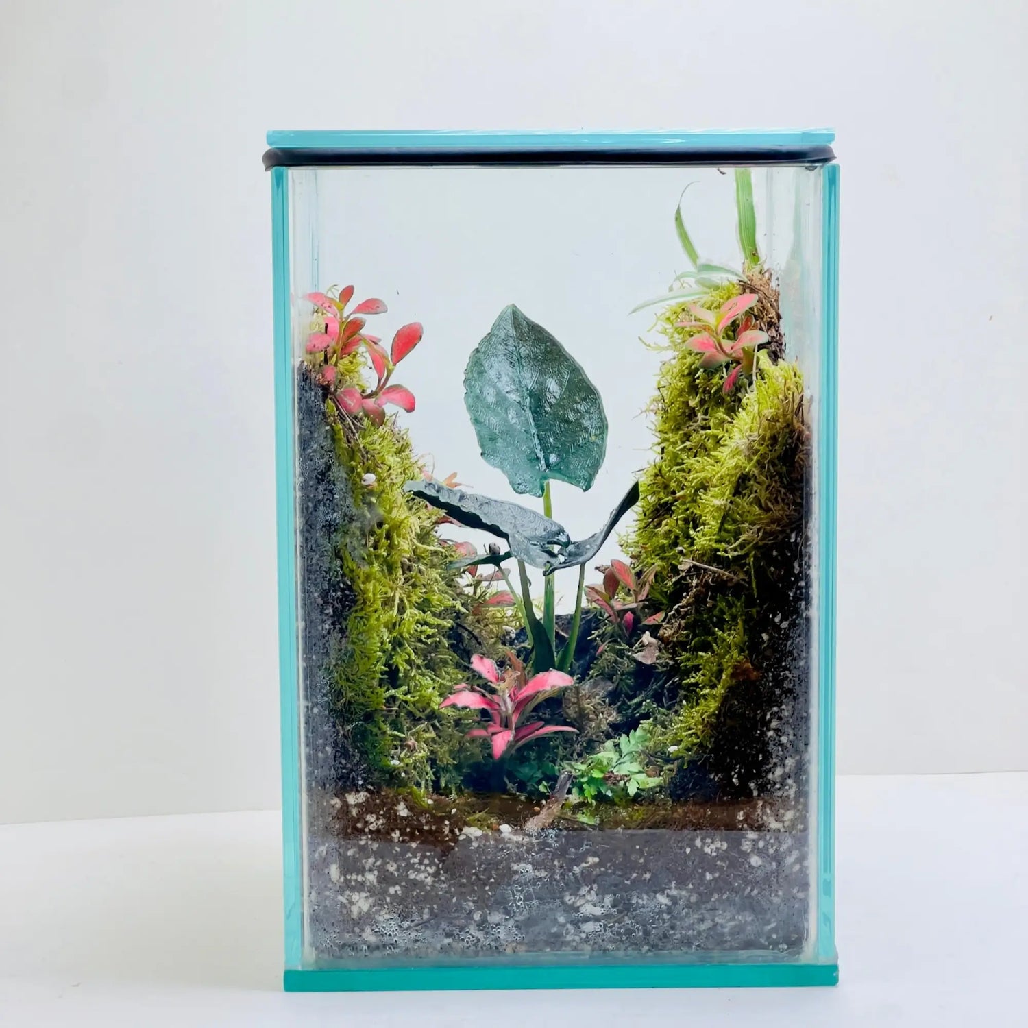 Alocasia Antoro Velvet Terrarium Store for Housewarming Gifting in Dubai