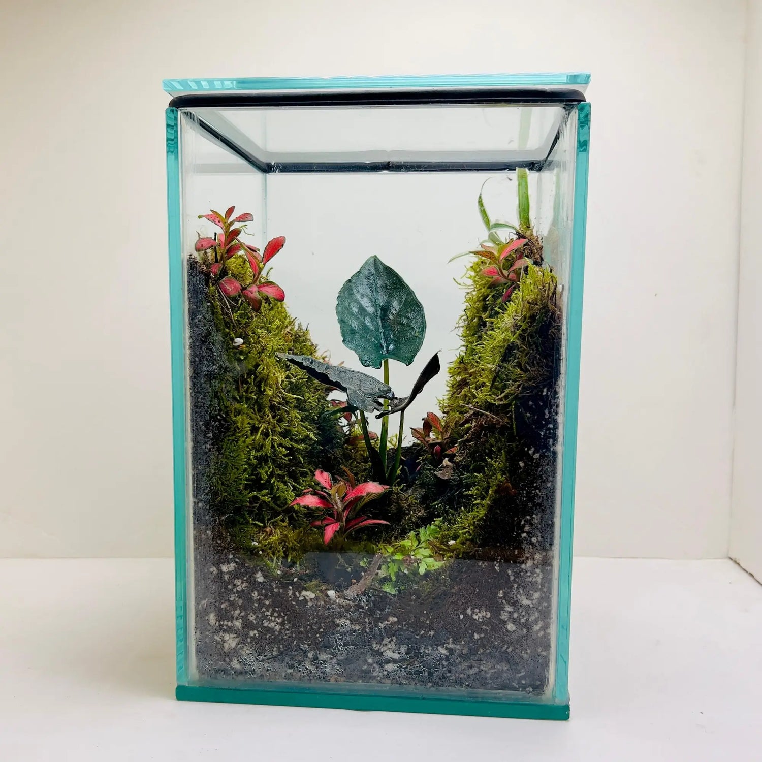 Alocasia Antoro Velvet Terrarium for Gifts in UAE