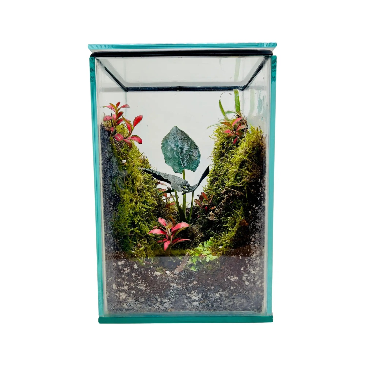 Alocasia Antoro Velvet Terrarium in Dubai