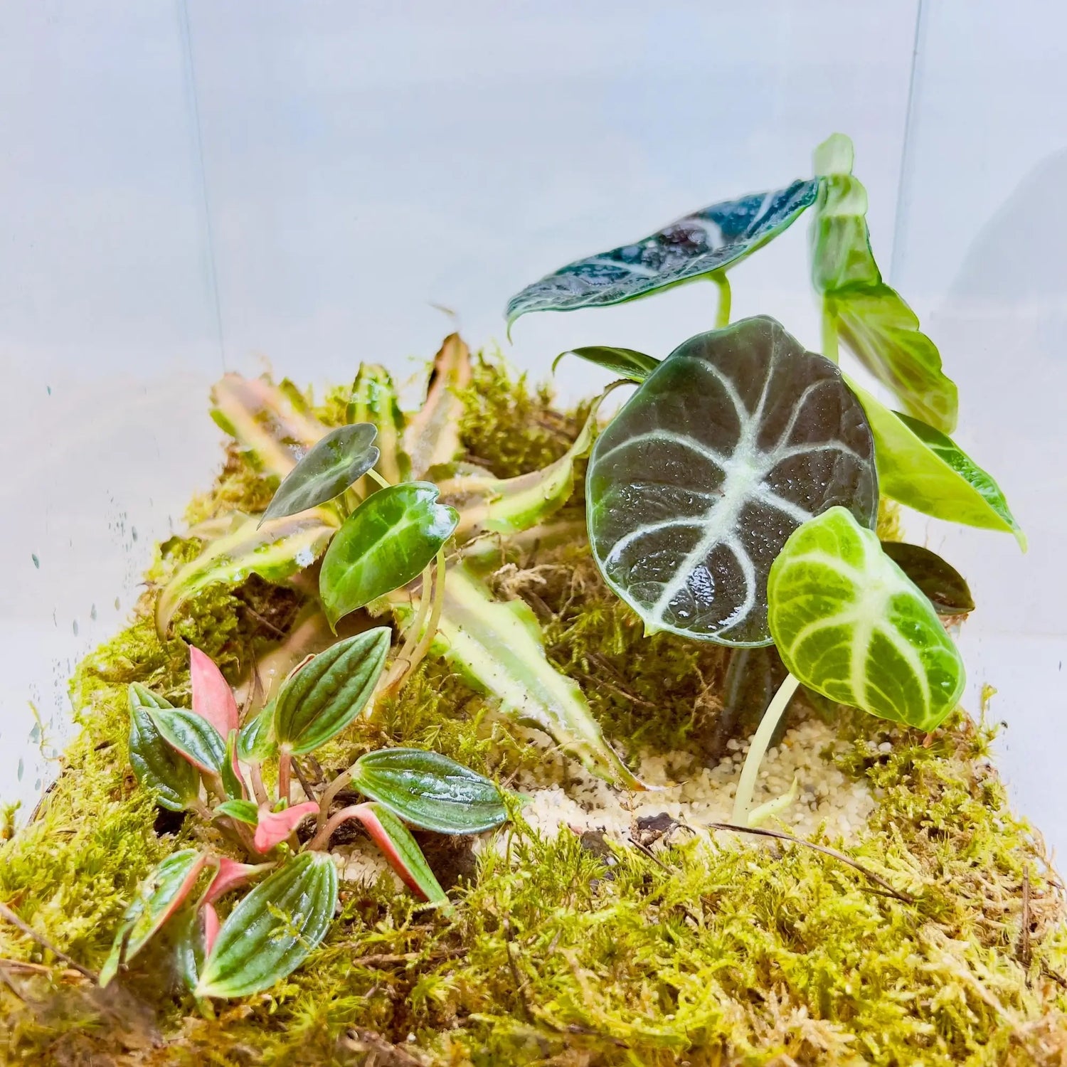 Alocasia Black Velvet Terrarium Creative Gifts