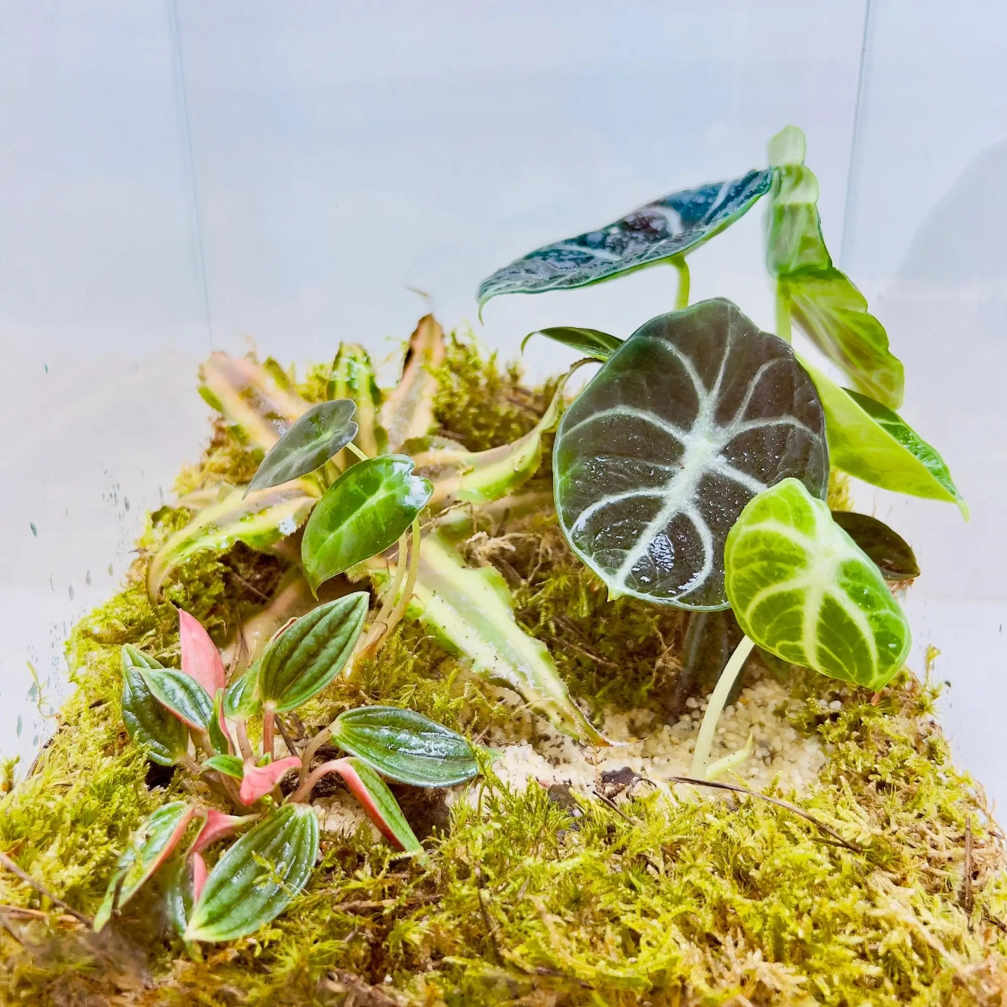 Alocasia Black Velvet Terrarium Creative Gifts