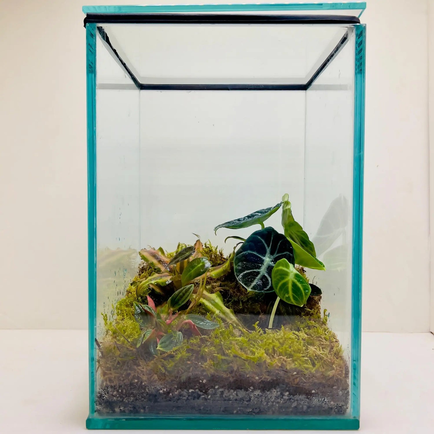 Alocasia Black Velvet Terrarium For Gifts in Dubai
