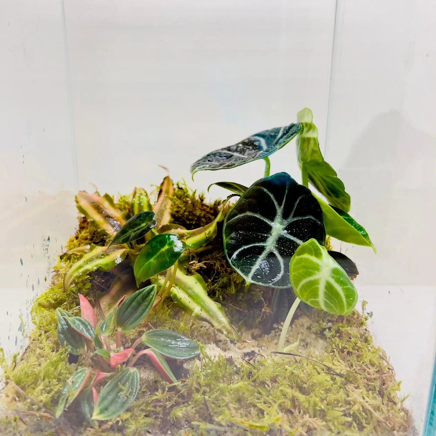 Alocasia Black Velvet Terrarium Store in Dubai