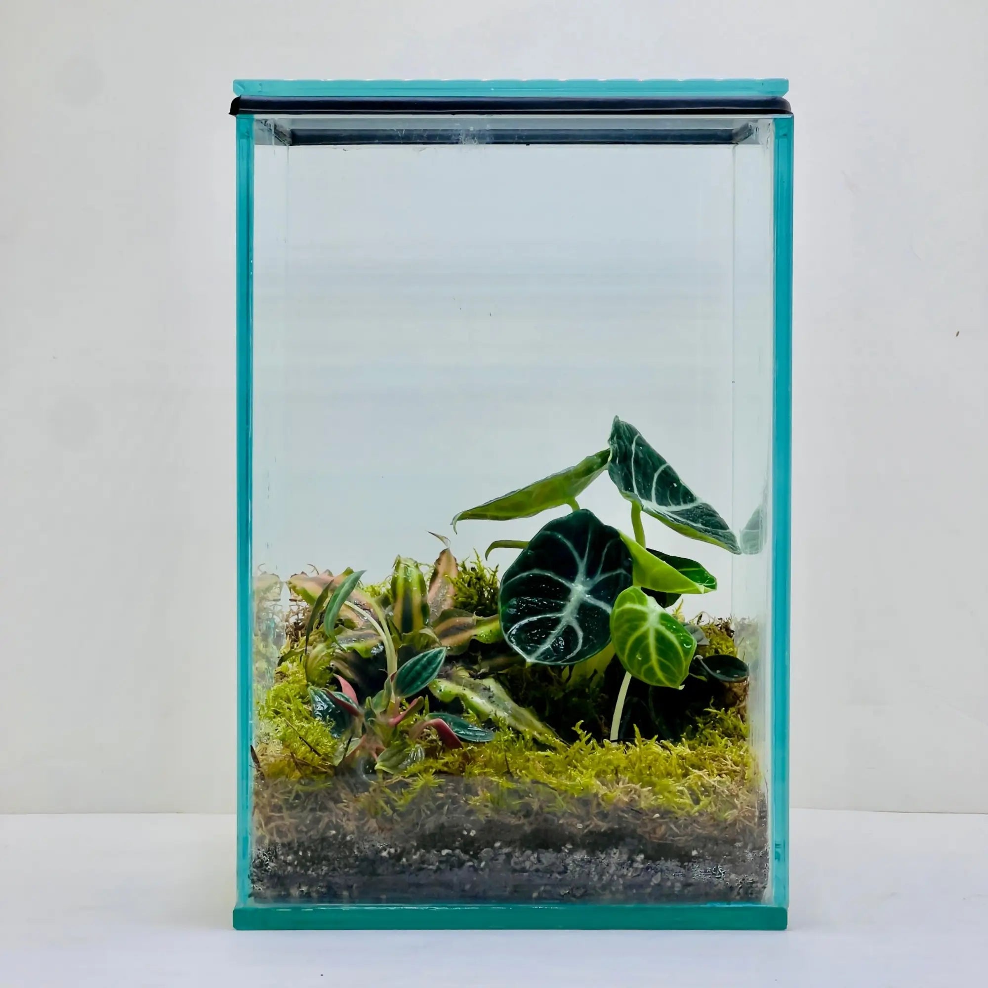 Alocasia Black Velvet Terrarium for Gifts in UAE