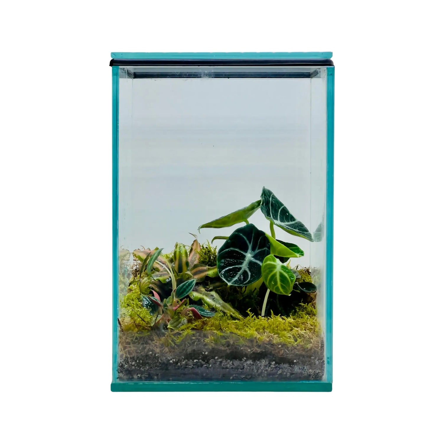 Alocasia Black Velvet Terrarium in Dubai