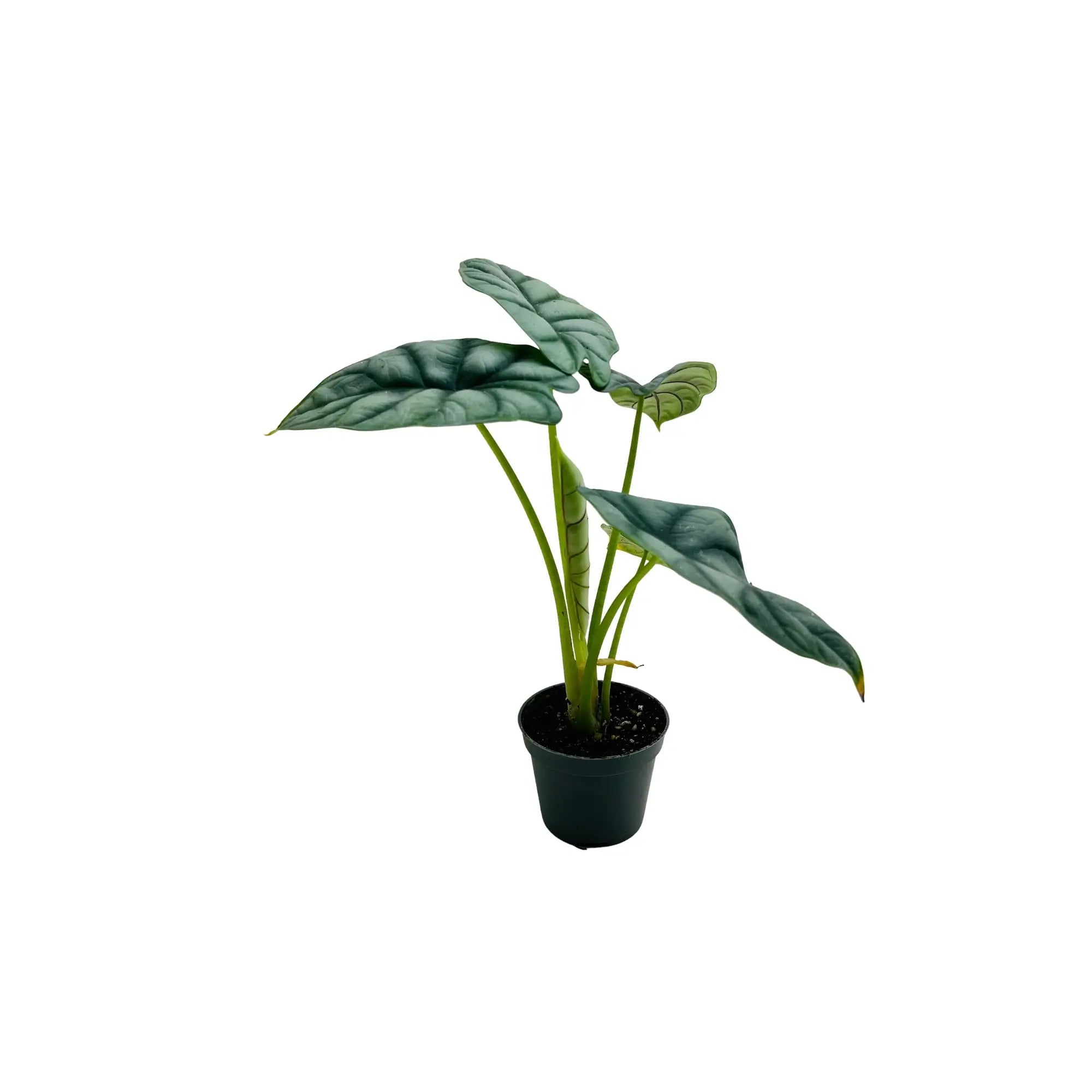 Alocasia Silver Dragon Elephant Ear Rare Exotic Indoor Plant