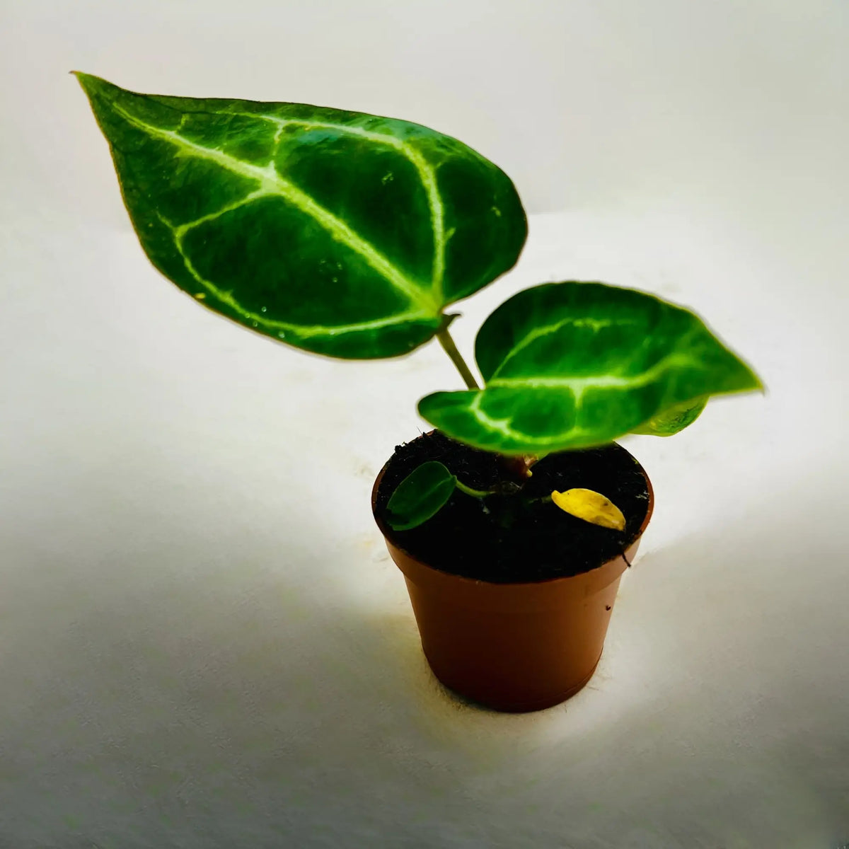 Anthurium Crystallinum Plant Shop in Dubai