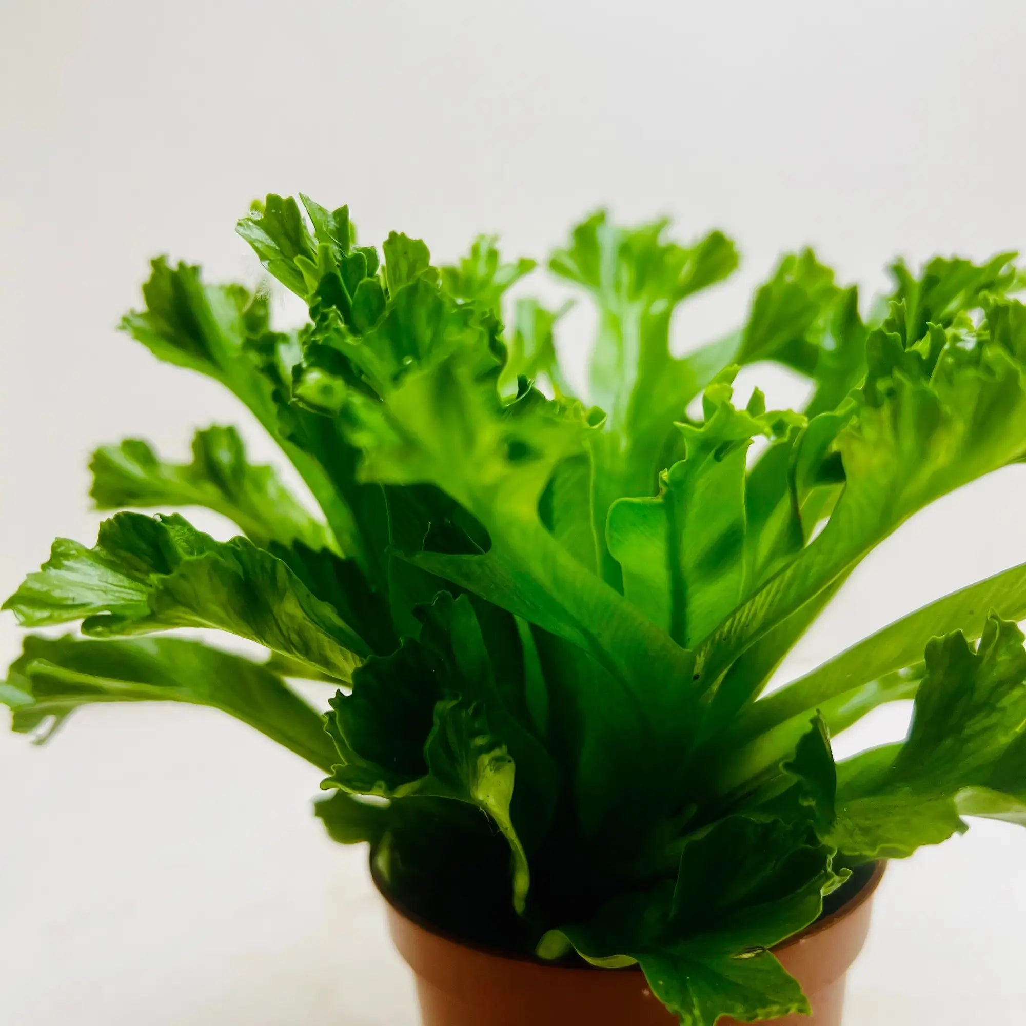 Asplenium Nidus | Bird’s Nest Fern Rare Exotic Indoor Plant