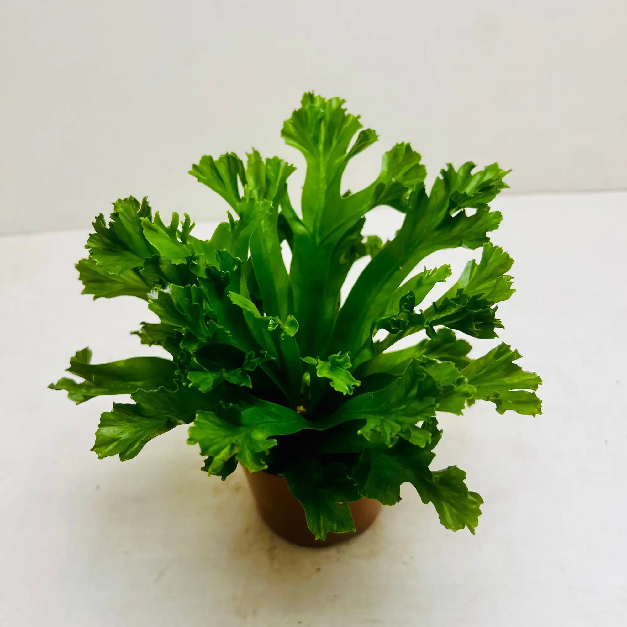 Asplenium Nidus | Bird’s Nest Fern Rare Exotic Indoor Plant