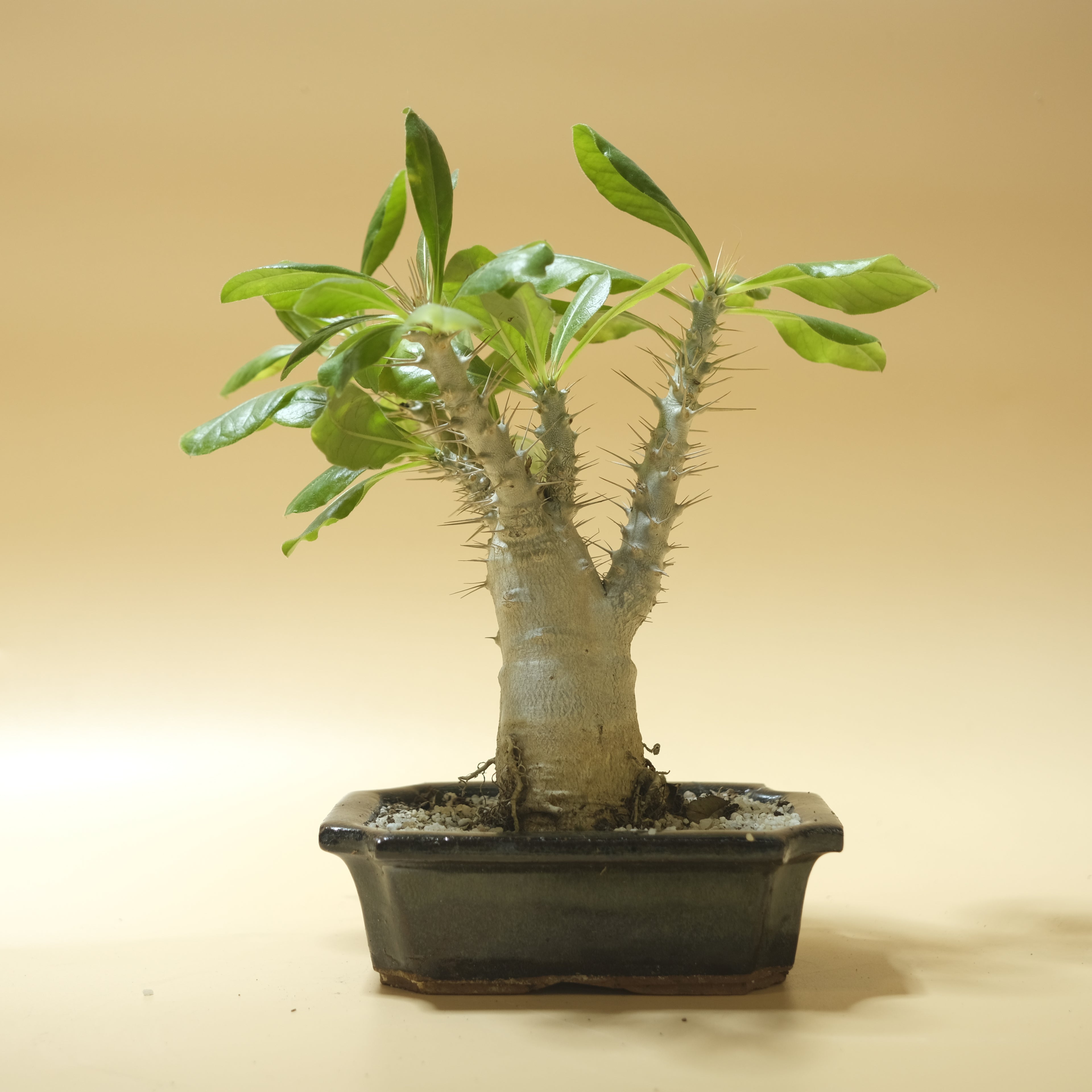 Big Foot Cactus Bonsai