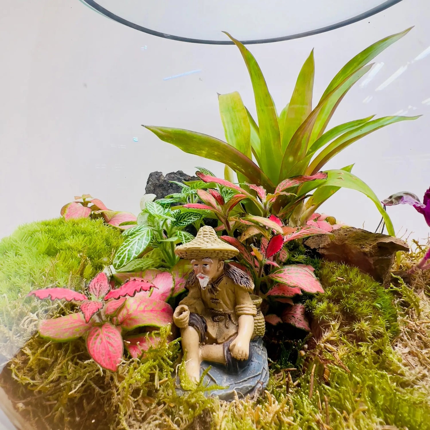 Begonia Black Terrarium Gifts Shop