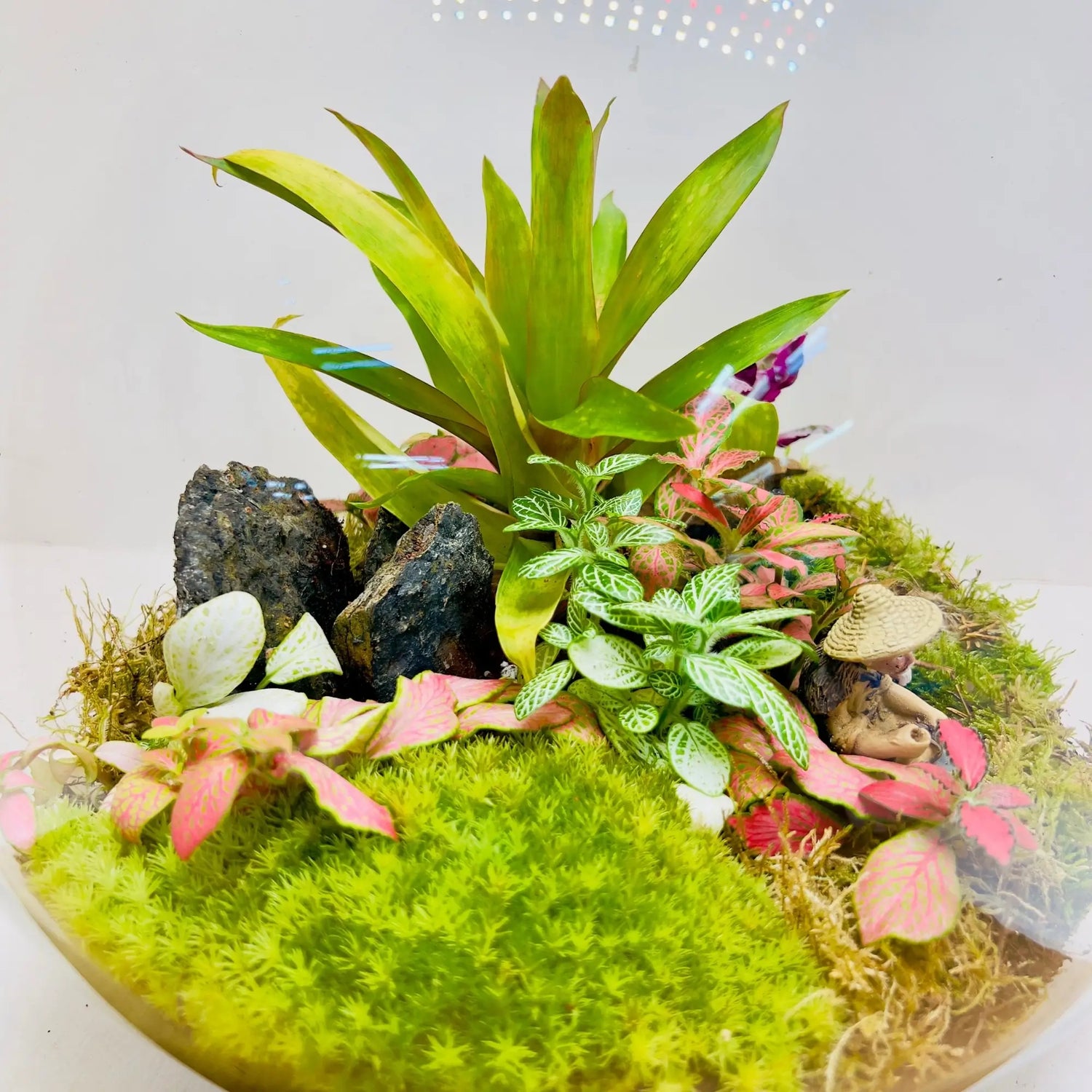 Begonia Black Terrarium for Client Gifting