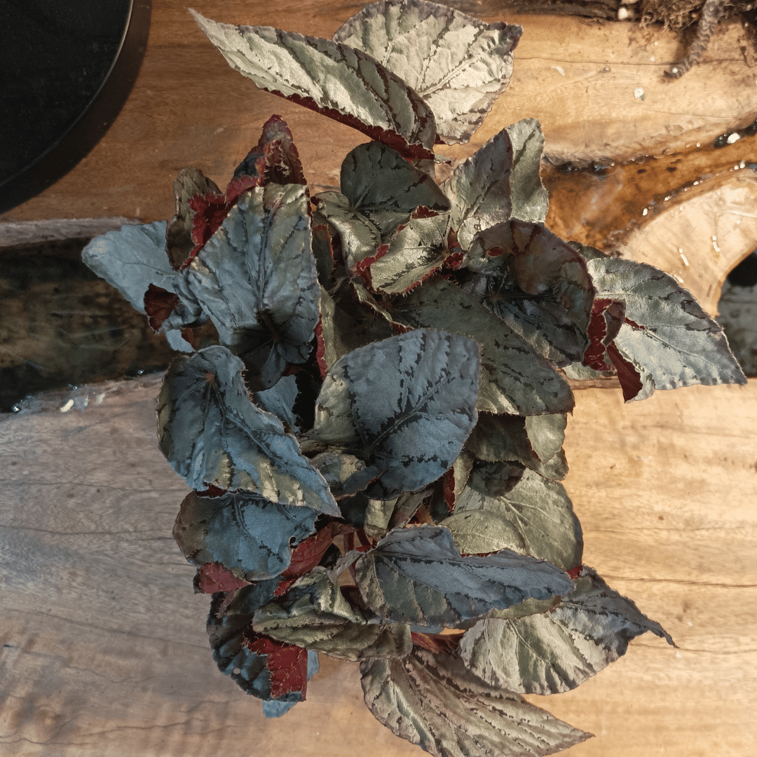 Begonia Rex (Begonia rex-cultorum) – Rare Tropical Indoor Houseplant – 22 cm