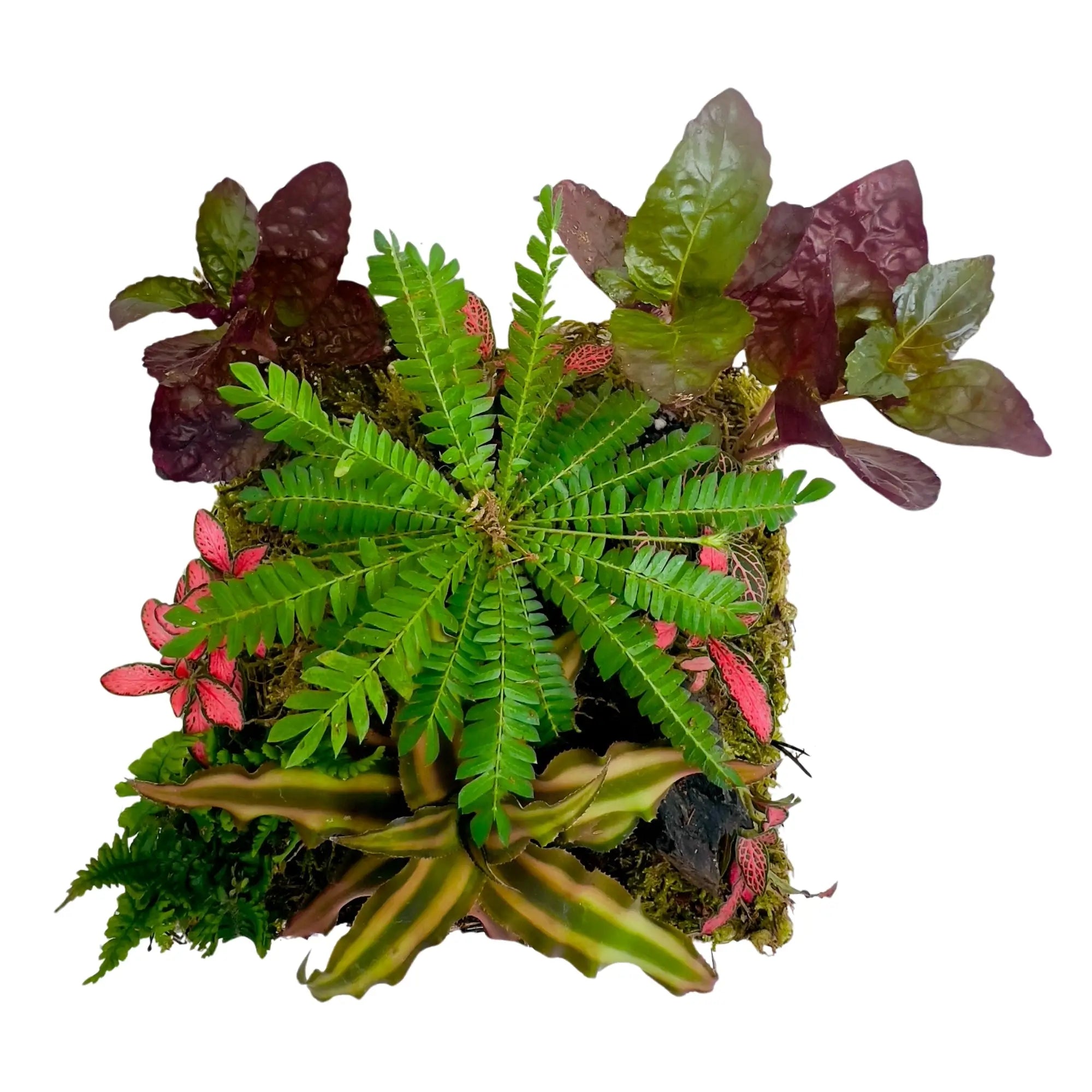Biophytum Sensitivum Terrarium Shop for Trendy Gifts in UAE