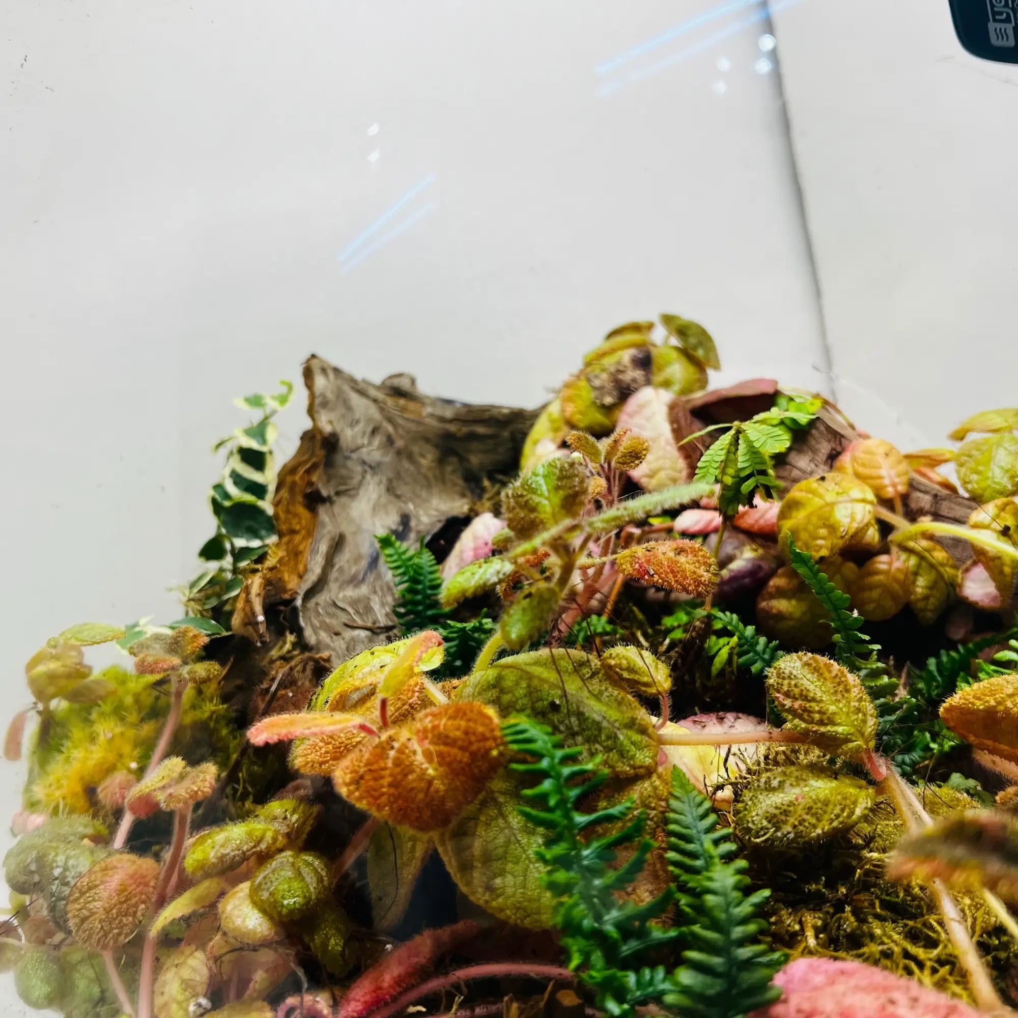 Botanical Bliss Terrarium in Dubai