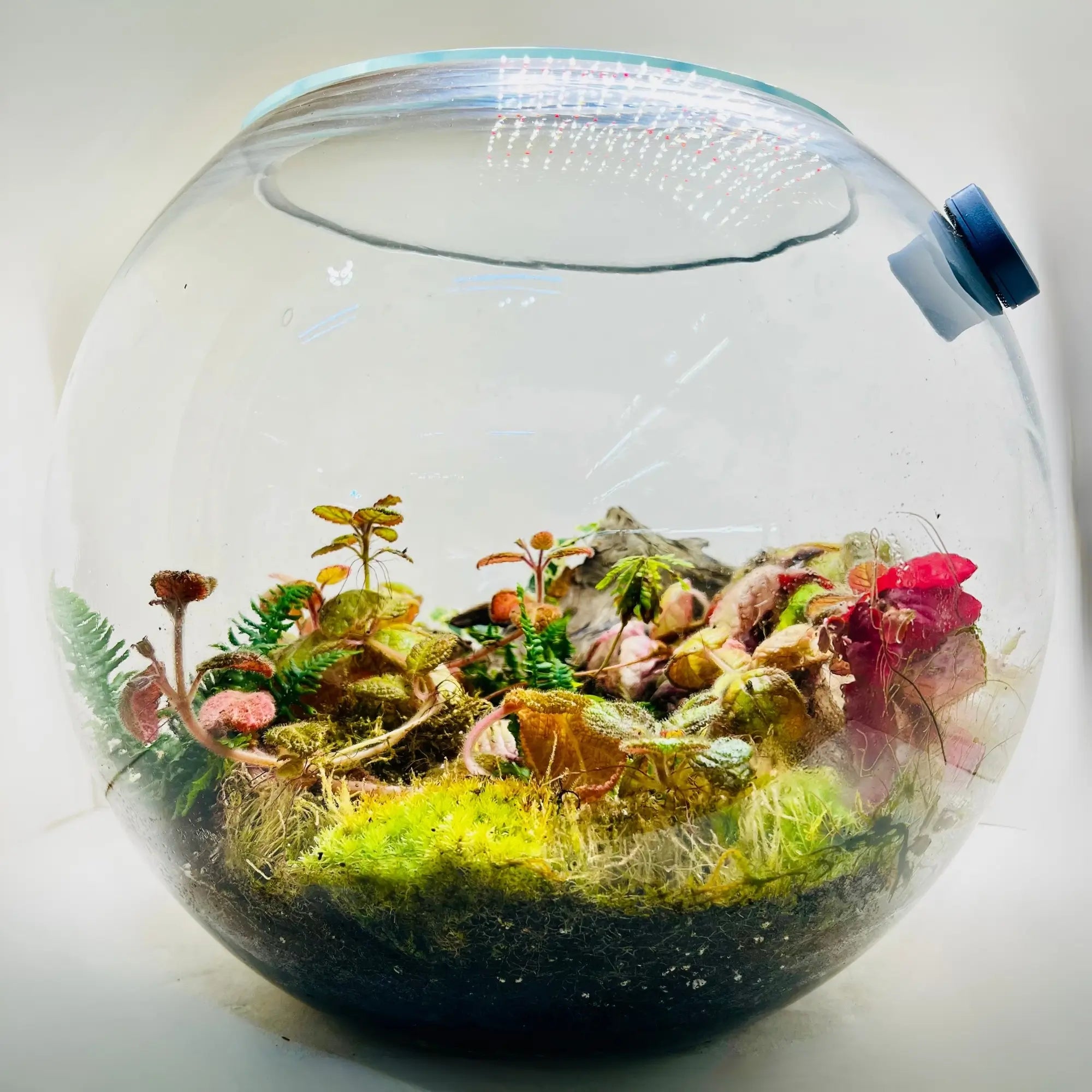 Botanical Bliss Terrarium in UAE