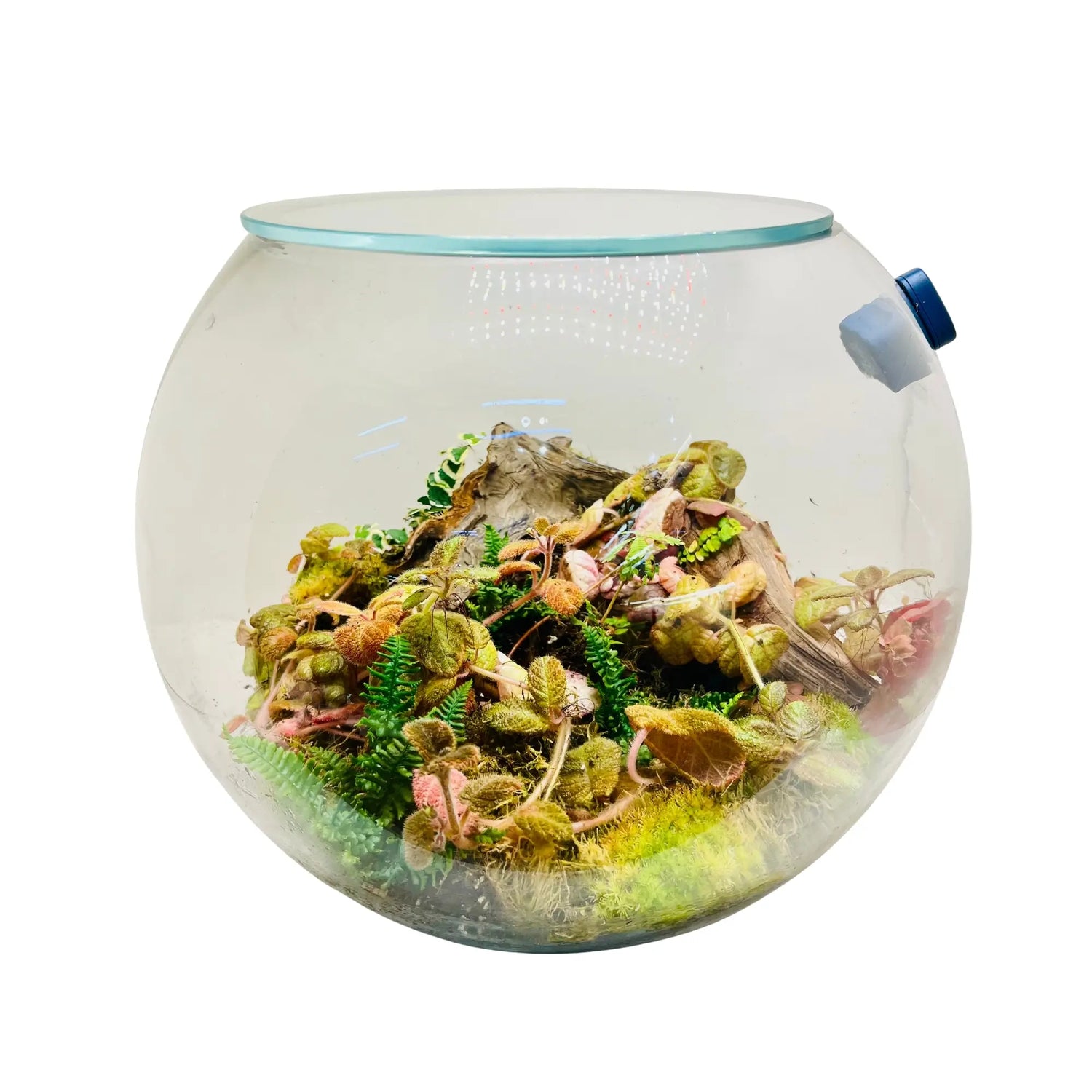 Botanical Bliss Terrarium