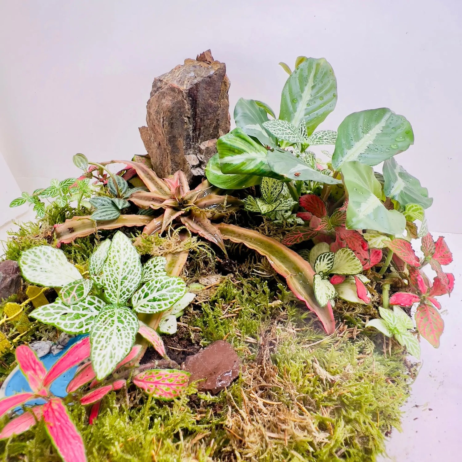 Calathea Terrarium Online Shop in Dubai