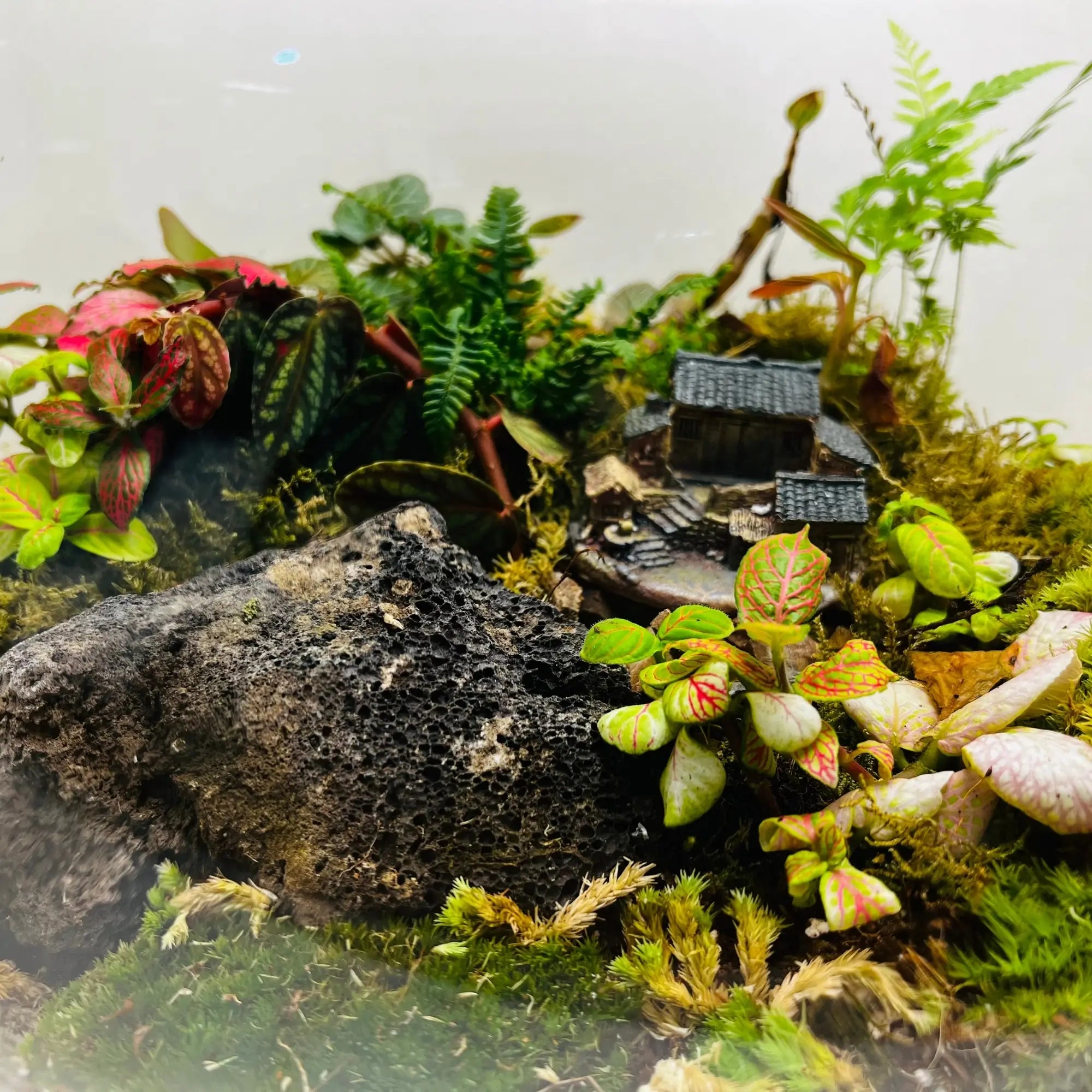 Celestial Green Terrarium in UAE