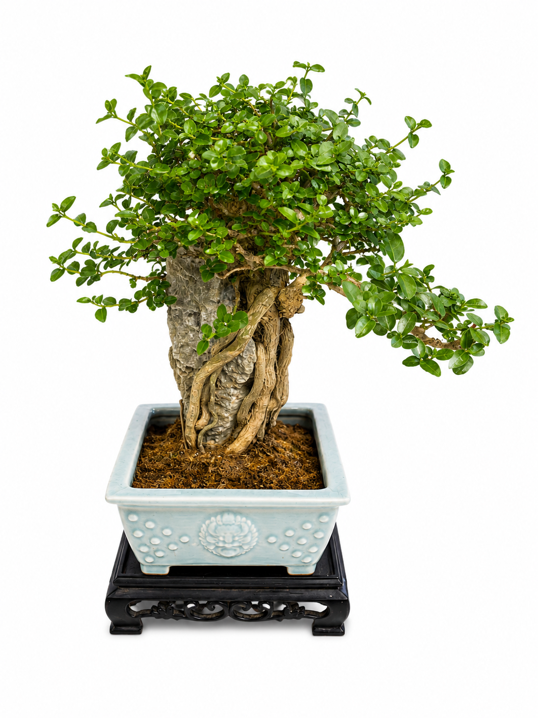 Premna microphylla Bonsai – Mature Specimen Tree