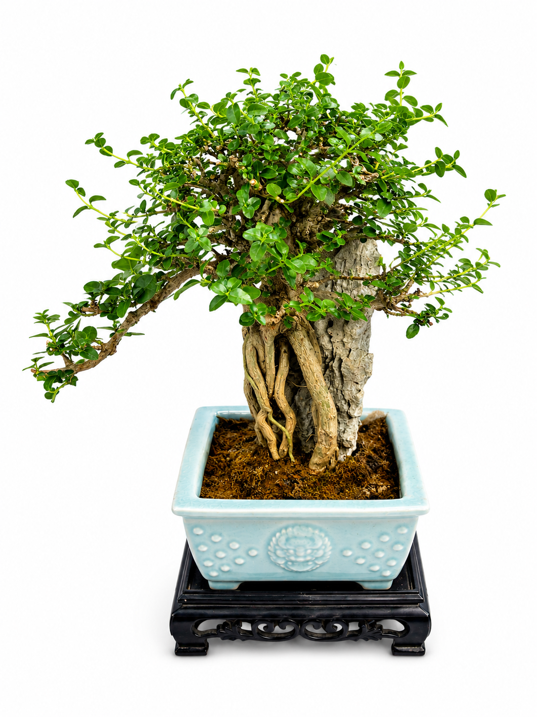 Premna microphylla Bonsai – Mature Specimen Tree