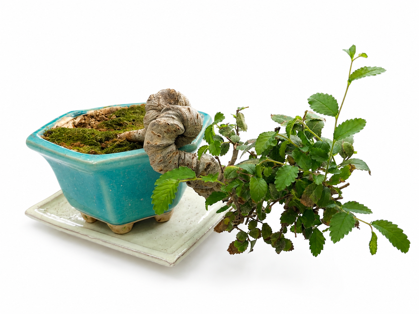 25-Year-Old Ulmus Bonsai – Unique Cascade Style