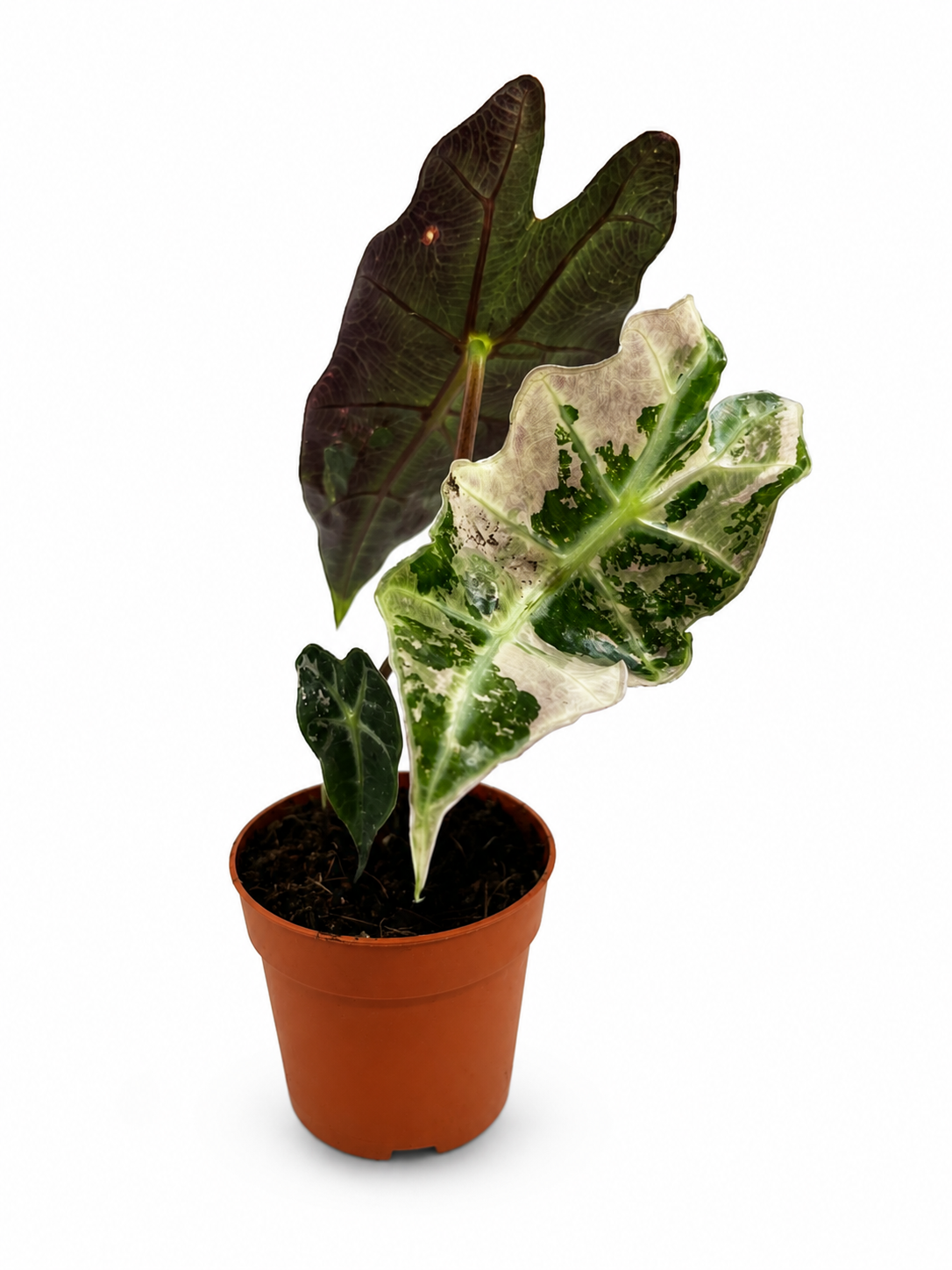Alocasia polly variegata Pink