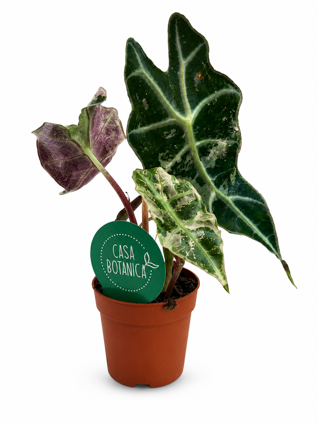 Alocasia polly variegata Pink